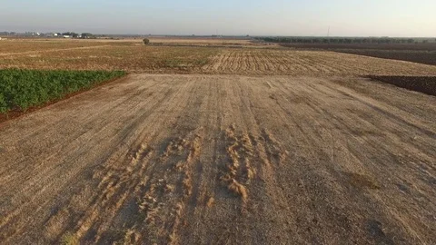 Drone Flight over a golden wheat field Stock Footage 73737161