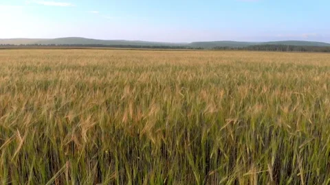 Drone flight over a golden wheat field at sunset. Grain harvesting. Stock Footage 137724111