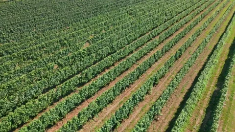 Drone flight over grape plantation and winery on sunny day Stock Footage 228850422