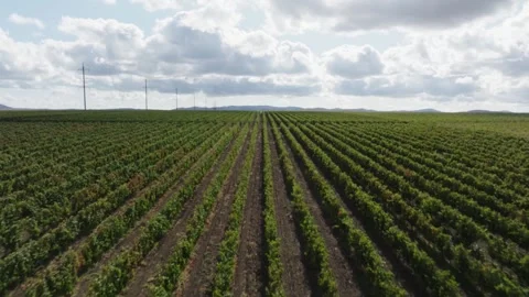 Drone flight over grape terroirs planted on a vast area of land Stock Footage 270058932