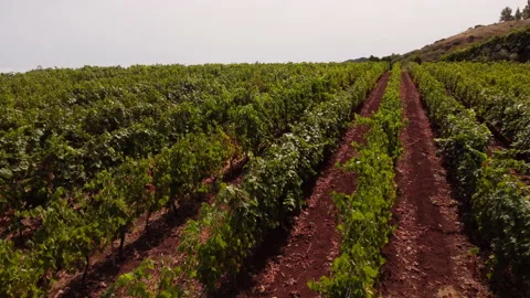 Drone Flight Over Grapevine Rows At The Vineyard. Winemaking Industry. Stock Footage 160086955