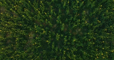 Drone flight over grass, nature at sunset. Top view of the small town, trees and Stock Footage 189846968
