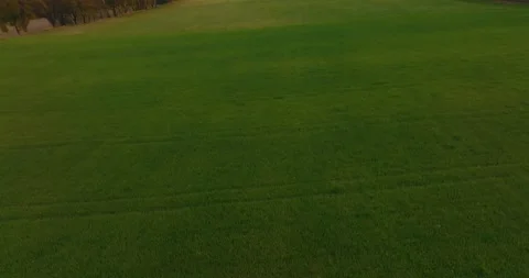 Drone flight over grass, nature at sunset. Top view of the small town, trees  Stock Footage 189853867