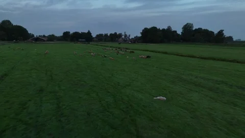 Drone Flight Over Grazing Sheep in Green Field – Sunrise 4K 動画素材 317403124