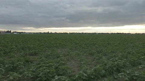 Drone flight over the green field into the sunset Stock Footage 232366963