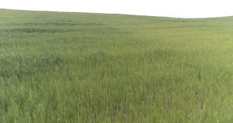 Drone flight over green fields towards farmhouse in the background Stock Footage 90494747