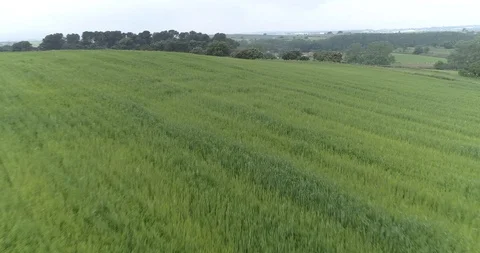 Drone flight over green fields towards farmhouse in the background Stock Footage 90494752