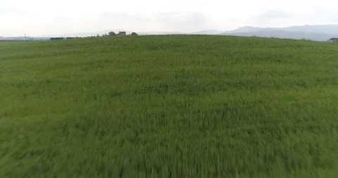 Drone flight over green fields towards farmhouse in the background Stock Footage 90494950