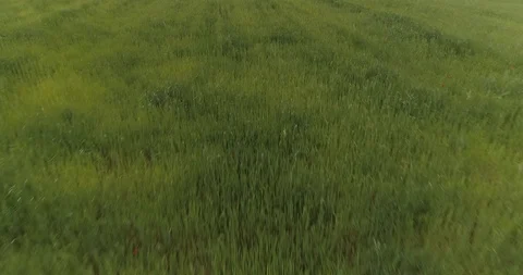 Drone flight over green fields and cyclists en route Stock Footage 90495489