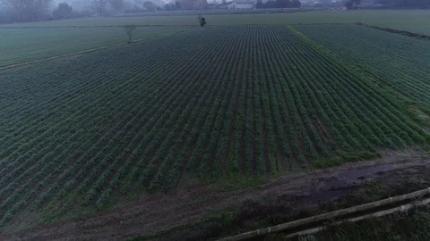 Drone flight over green fields Video stock 99203776