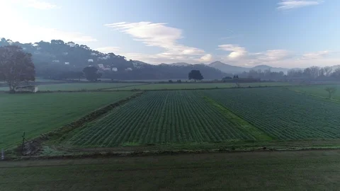Drone flight over green fields Video stock 99203797