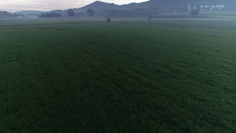 Drone flight over green fields Video stock 99203869