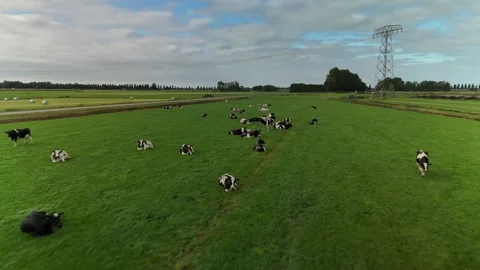 Drone Flight Over Green Fields with Cows in the Netherlands Stock Footage 317847582