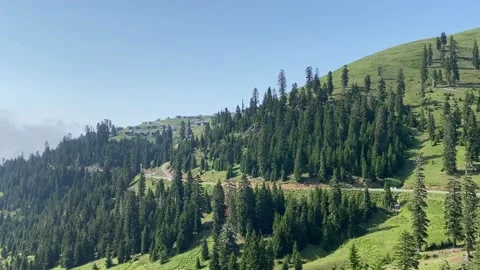 Drone flight over green forest Stock Footage 170175497