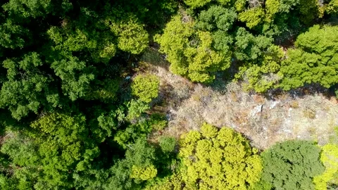 Drone flight over green forest on rocky tropical island Stock Footage 234412552