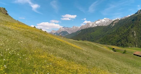 Drone flight over green grass and the field of flowers in European Alps Stock Footage 93853994