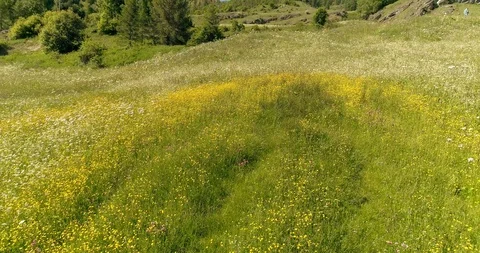 Drone flight over green grass and the field of flowers in European Alps 4K Stock Footage 93854019