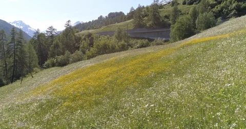 Drone flight over green grass and the field of flowers in European Alps 4K Stock Footage 93854082