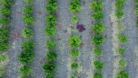 Drone flight over green orange trees. Stock Footage 247258293