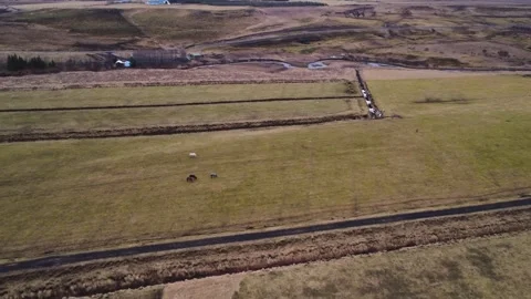 Drone Flight Over Green Pastures with Horses in Iceland Stock Footage 305873383