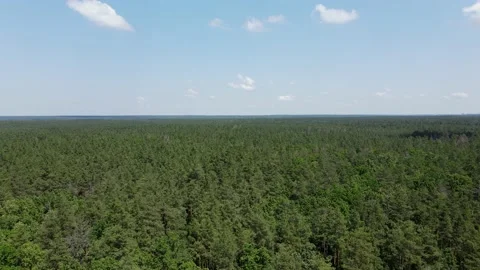 Drone Flight over the green pine forest and blue sky with clouds. Stock Footage 231566006