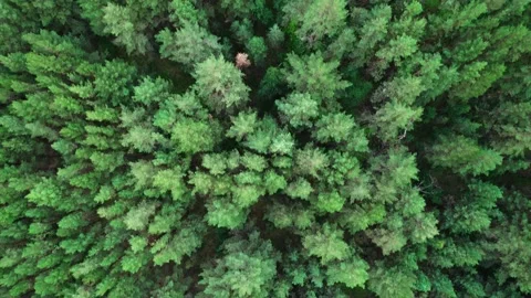 Drone flight over green trees Stock Footage 162690373