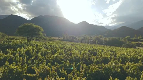 Drone Flight Over Green Valley and Vineyards in Cachi Argentina Stock Footage 332229680