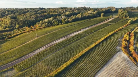 Drone Flight Over Green Vineyard Fields with Road, Central Poland Sunset Stock Footage 333475973
