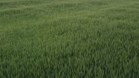 Drone flight over green wheat field Stock Footage 246705210