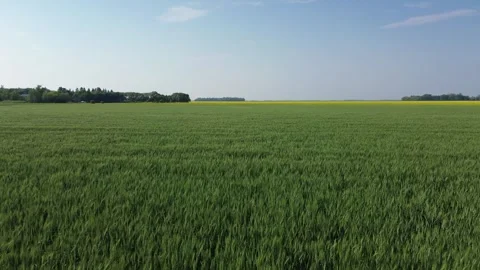Drone Flight Over Green Wheat Field Towards Horizon Stock Footage 312311615