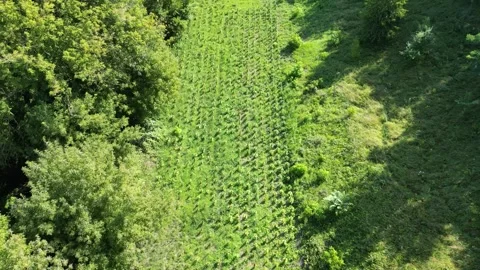 Drone Flight Over Hemp Field Surrounded by Forest Stock Footage 324949646