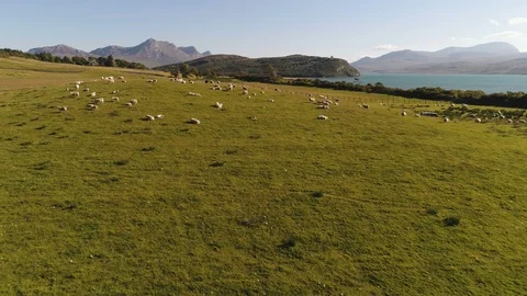 Drone flight over herd of sheep towards mountain landscape of Scottish highlands Video stock 98938586