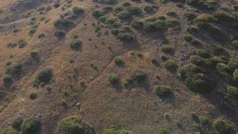 Drone flight over the hills with juniper high in the mountains. Stock Footage 139974358