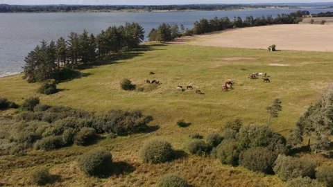 Drone Flight Over Horses Grazing In Meadow Stock Footage 140353045