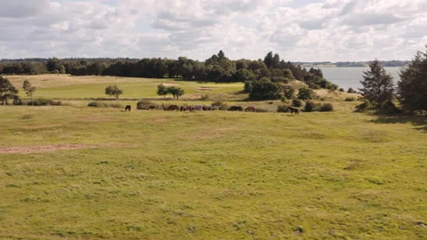 Drone Flight Over Horses Grazing In Meadow Stock Footage 140355246