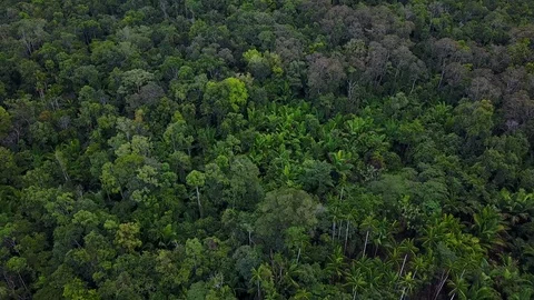 Drone flight over impenetrable green rainforest, West-Papua, Indonesia Stock Footage 98954781