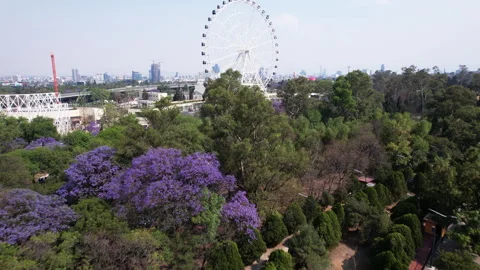 Drone Flight Over Jacaranda Trees Toward Aztlán Ferris Wheel in Mexico City Видео 339151412