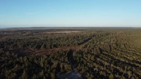 Drone Flight Over Jutland's Pine Forest With Sea Views on a Sunny Day Video stock 336477181