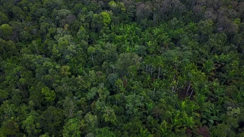 Drone flight over Korowai tree houses in the rainforest, West-Papua, Indonesi Stock Footage 99001014