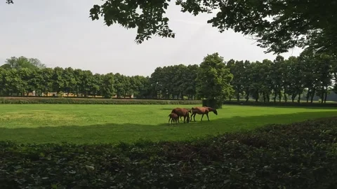 Drone flight over lake Comabbio Stock Footage 283409967