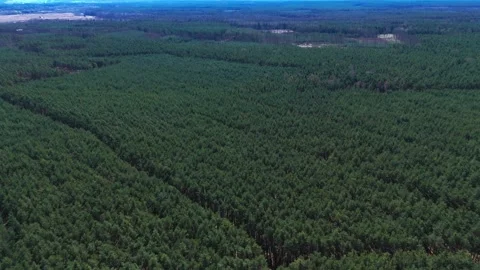 Drone flight over large forest with tree canopy covering entire landscape u.. Stock Footage 333748156