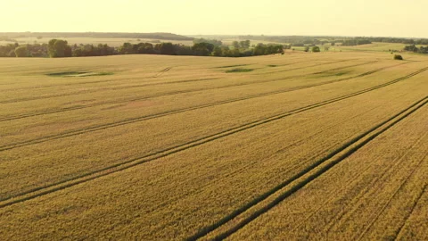 Drone flight over a large wheat field into the sunset at the end over a small Stock Footage 163124641