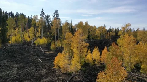Drone flight over lava field during fall with yellow aspens Video stock 140622708