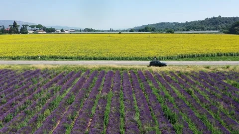 Drone flight over lavender and Sunflower fields in Valensole Provence Stock Footage 255658384