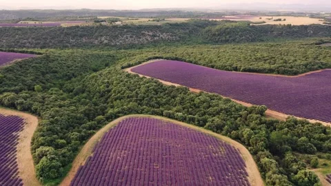 Drone flight over lavender fields in Valensole Provence Stock Footage 255658349