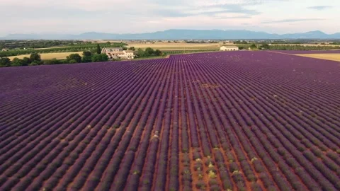 Drone flight over lavender fields in Valensole Provence Stock Footage 255658352