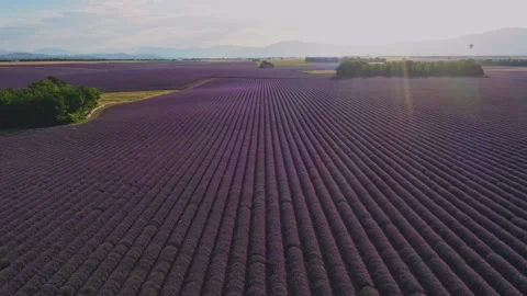 Drone flight over lavender fields in Valensole Provence Stock Footage 255658356
