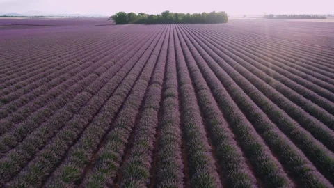Drone flight over lavender fields in Valensole Provence Stock Footage 255658357