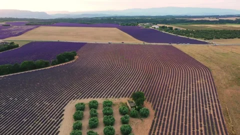 Drone flight over lavender fields in Valensole Provence Stock Footage 255658360