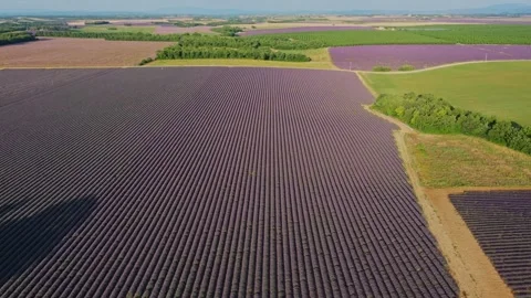 Drone flight over lavender fields in Valensole Provence Stock Footage 255658363